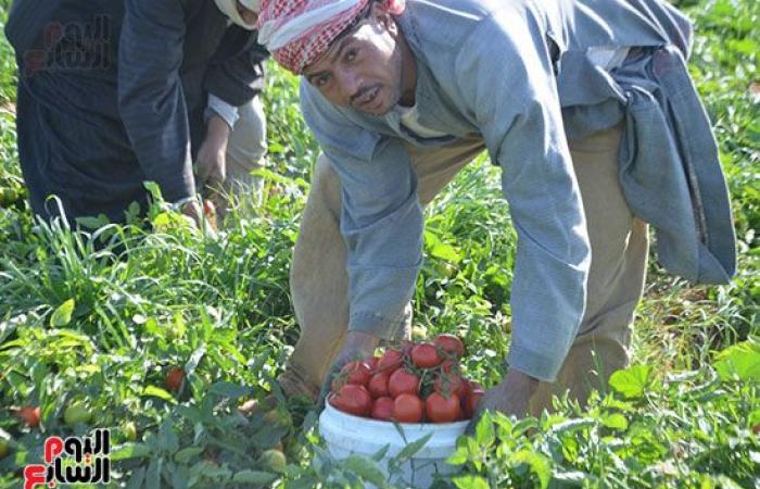 "خير بلدنا".. "الطماطم المجففة" تحارب البطالة بقرى ونجوع الأقصر.. مهندس: المشروع ساهم فى رفع يومية المزارع.. رفع سعر طن الطماطم بالأرض من 700 جنيه لـ10 آلاف.. وتصدير الطن للخارج بأكثر من 2500 دولار.. فيديو وصور