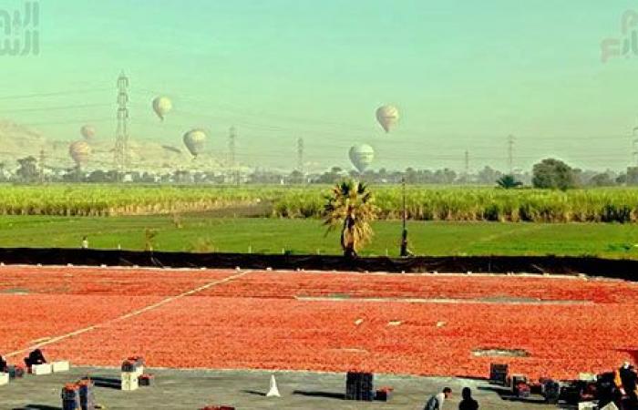 "خير بلدنا".. "الطماطم المجففة" تحارب البطالة بقرى ونجوع الأقصر.. مهندس: المشروع ساهم فى رفع يومية المزارع.. رفع سعر طن الطماطم بالأرض من 700 جنيه لـ10 آلاف.. وتصدير الطن للخارج بأكثر من 2500 دولار.. فيديو وصور