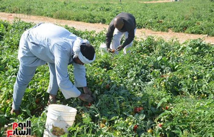 "خير بلدنا".. "الطماطم المجففة" تحارب البطالة بقرى ونجوع الأقصر.. مهندس: المشروع ساهم فى رفع يومية المزارع.. رفع سعر طن الطماطم بالأرض من 700 جنيه لـ10 آلاف.. وتصدير الطن للخارج بأكثر من 2500 دولار.. فيديو وصور