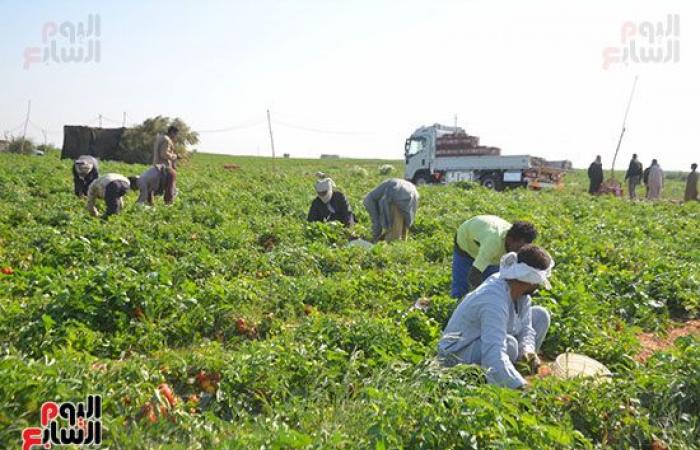 "خير بلدنا".. "الطماطم المجففة" تحارب البطالة بقرى ونجوع الأقصر.. مهندس: المشروع ساهم فى رفع يومية المزارع.. رفع سعر طن الطماطم بالأرض من 700 جنيه لـ10 آلاف.. وتصدير الطن للخارج بأكثر من 2500 دولار.. فيديو وصور