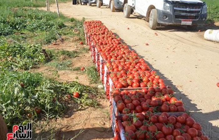 "خير بلدنا".. "الطماطم المجففة" تحارب البطالة بقرى ونجوع الأقصر.. مهندس: المشروع ساهم فى رفع يومية المزارع.. رفع سعر طن الطماطم بالأرض من 700 جنيه لـ10 آلاف.. وتصدير الطن للخارج بأكثر من 2500 دولار.. فيديو وصور