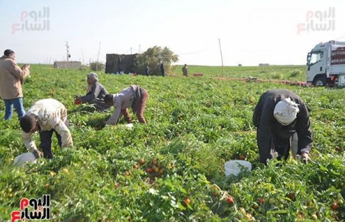 "خير بلدنا".. "الطماطم المجففة" تحارب البطالة بقرى ونجوع الأقصر.. مهندس: المشروع ساهم فى رفع يومية المزارع.. رفع سعر طن الطماطم بالأرض من 700 جنيه لـ10 آلاف.. وتصدير الطن للخارج بأكثر من 2500 دولار.. فيديو وصور