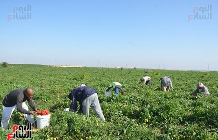 "خير بلدنا".. "الطماطم المجففة" تحارب البطالة بقرى ونجوع الأقصر.. مهندس: المشروع ساهم فى رفع يومية المزارع.. رفع سعر طن الطماطم بالأرض من 700 جنيه لـ10 آلاف.. وتصدير الطن للخارج بأكثر من 2500 دولار.. فيديو وصور