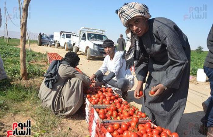 "خير بلدنا".. "الطماطم المجففة" تحارب البطالة بقرى ونجوع الأقصر.. مهندس: المشروع ساهم فى رفع يومية المزارع.. رفع سعر طن الطماطم بالأرض من 700 جنيه لـ10 آلاف.. وتصدير الطن للخارج بأكثر من 2500 دولار.. فيديو وصور