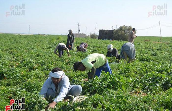 "خير بلدنا".. "الطماطم المجففة" تحارب البطالة بقرى ونجوع الأقصر.. مهندس: المشروع ساهم فى رفع يومية المزارع.. رفع سعر طن الطماطم بالأرض من 700 جنيه لـ10 آلاف.. وتصدير الطن للخارج بأكثر من 2500 دولار.. فيديو وصور