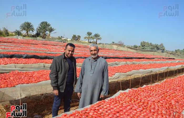 "خير بلدنا".. "الطماطم المجففة" تحارب البطالة بقرى ونجوع الأقصر.. مهندس: المشروع ساهم فى رفع يومية المزارع.. رفع سعر طن الطماطم بالأرض من 700 جنيه لـ10 آلاف.. وتصدير الطن للخارج بأكثر من 2500 دولار.. فيديو وصور