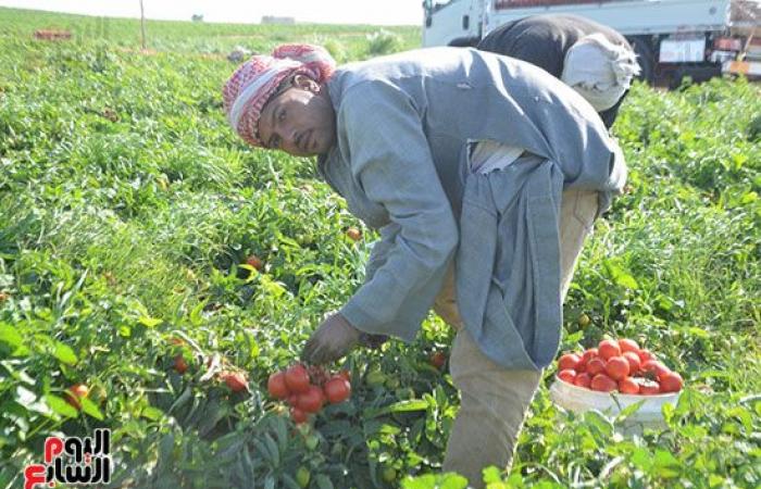 "خير بلدنا".. "الطماطم المجففة" تحارب البطالة بقرى ونجوع الأقصر.. مهندس: المشروع ساهم فى رفع يومية المزارع.. رفع سعر طن الطماطم بالأرض من 700 جنيه لـ10 آلاف.. وتصدير الطن للخارج بأكثر من 2500 دولار.. فيديو وصور