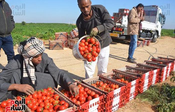 "خير بلدنا".. "الطماطم المجففة" تحارب البطالة بقرى ونجوع الأقصر.. مهندس: المشروع ساهم فى رفع يومية المزارع.. رفع سعر طن الطماطم بالأرض من 700 جنيه لـ10 آلاف.. وتصدير الطن للخارج بأكثر من 2500 دولار.. فيديو وصور