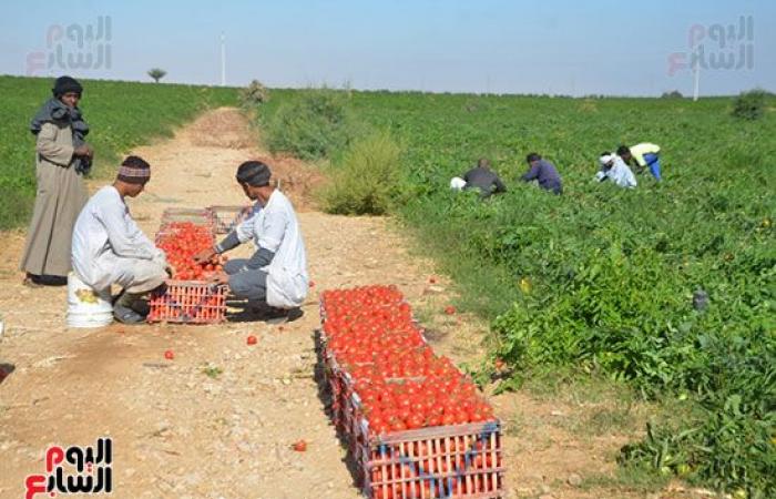 "خير بلدنا".. "الطماطم المجففة" تحارب البطالة بقرى ونجوع الأقصر.. مهندس: المشروع ساهم فى رفع يومية المزارع.. رفع سعر طن الطماطم بالأرض من 700 جنيه لـ10 آلاف.. وتصدير الطن للخارج بأكثر من 2500 دولار.. فيديو وصور