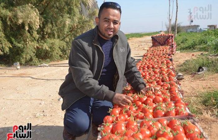 "خير بلدنا".. "الطماطم المجففة" تحارب البطالة بقرى ونجوع الأقصر.. مهندس: المشروع ساهم فى رفع يومية المزارع.. رفع سعر طن الطماطم بالأرض من 700 جنيه لـ10 آلاف.. وتصدير الطن للخارج بأكثر من 2500 دولار.. فيديو وصور