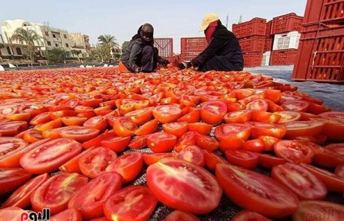 "خير بلدنا".. "الطماطم المجففة" تحارب البطالة بقرى ونجوع الأقصر.. مهندس: المشروع ساهم فى رفع يومية المزارع.. رفع سعر طن الطماطم بالأرض من 700 جنيه لـ10 آلاف.. وتصدير الطن للخارج بأكثر من 2500 دولار.. فيديو وصور