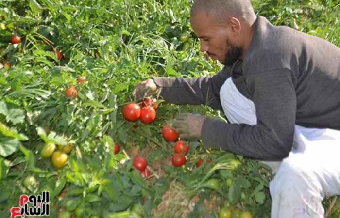 "خير بلدنا".. "الطماطم المجففة" تحارب البطالة بقرى ونجوع الأقصر.. مهندس: المشروع ساهم فى رفع يومية المزارع.. رفع سعر طن الطماطم بالأرض من 700 جنيه لـ10 آلاف.. وتصدير الطن للخارج بأكثر من 2500 دولار.. فيديو وصور