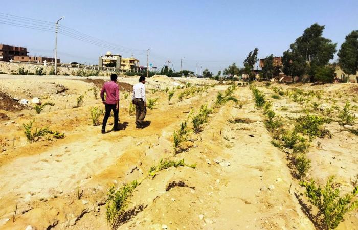 سوهاج تشارك فى مبادرة  100 مليون شجرة.. زراعة 213 ألف شجرة مثمرة بمحيط المدارس ومراكز الشباب والمصالح الحكومية والمستشفيات.. التنمية المحلية تسلم المحافظة 170 ألف شجرة.. والمحافظ يطلق"أحلى وهى خضراء"