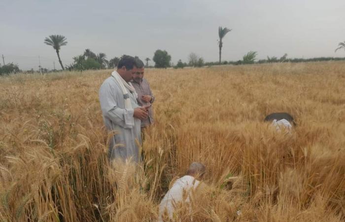 الذهب الأصفر.. بدء موسم حصاد سنابل الخير من حقول بنى سويف.. المزارعون يحصدون 126 ألف فدان قمح.. المستهدف توريده 227 ألف طن.. والمحافظ يشكل لجنة لمتابعة توريد الأقماح للشون والصوامع.. صور