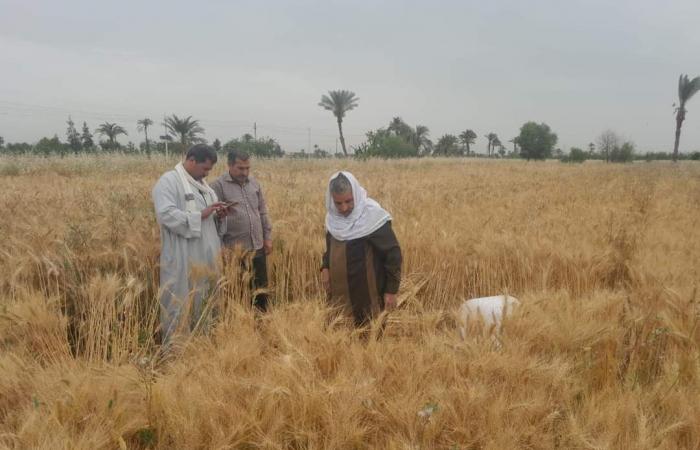 الذهب الأصفر.. بدء موسم حصاد سنابل الخير من حقول بنى سويف.. المزارعون يحصدون 126 ألف فدان قمح.. المستهدف توريده 227 ألف طن.. والمحافظ يشكل لجنة لمتابعة توريد الأقماح للشون والصوامع.. صور