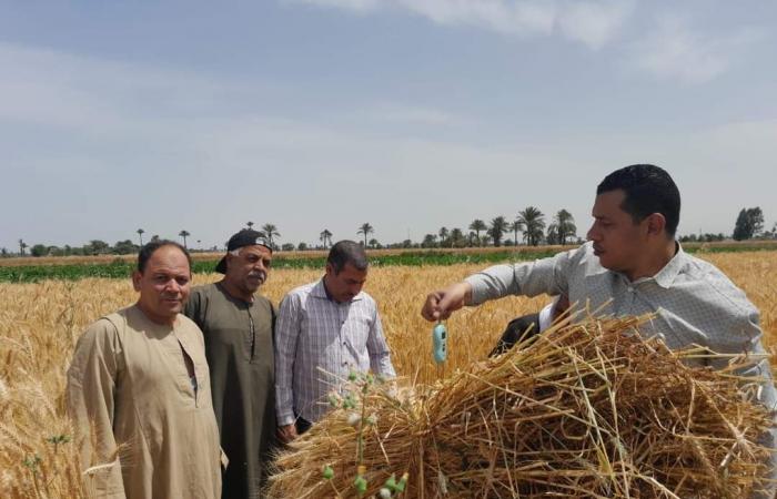 الذهب الأصفر.. بدء موسم حصاد سنابل الخير من حقول بنى سويف.. المزارعون يحصدون 126 ألف فدان قمح.. المستهدف توريده 227 ألف طن.. والمحافظ يشكل لجنة لمتابعة توريد الأقماح للشون والصوامع.. صور