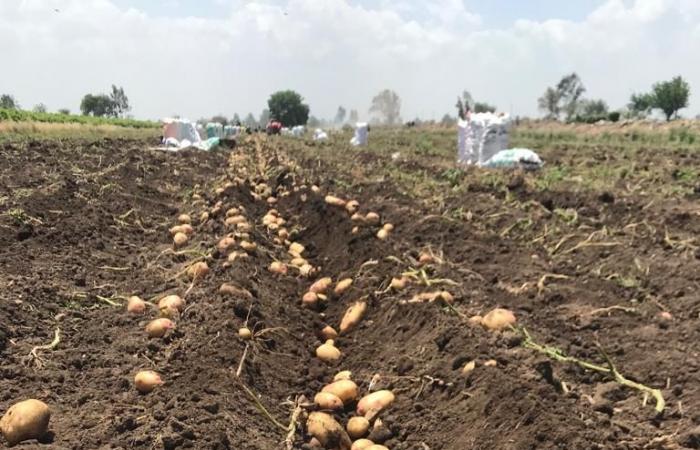 خير بلدنا.. "اليوم السابع" يرصد الفرحة بحصاد محصول البطاطس فى الغربية.. مزارعون: حققنا إنتاجية كبيرة.. ووكيل وزارة الزراعة: كثفنا الحملات التوعوية لمزارعى البطاطس بالمعاملات الزراعية الحديثة.. صور