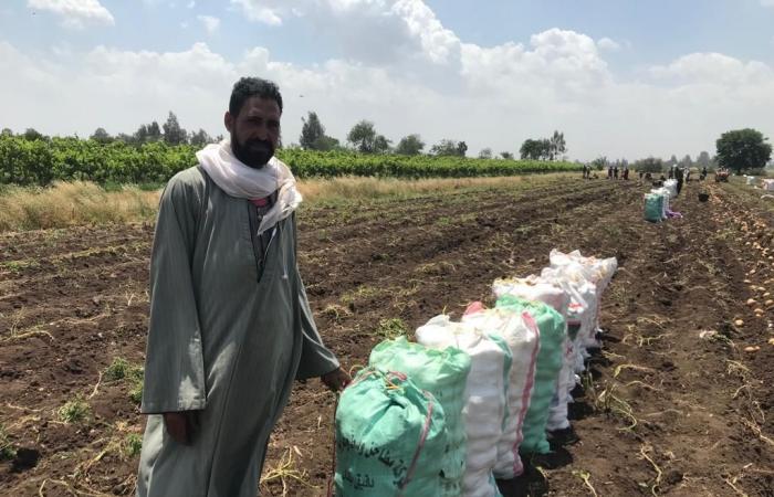 خير بلدنا.. "اليوم السابع" يرصد الفرحة بحصاد محصول البطاطس فى الغربية.. مزارعون: حققنا إنتاجية كبيرة.. ووكيل وزارة الزراعة: كثفنا الحملات التوعوية لمزارعى البطاطس بالمعاملات الزراعية الحديثة.. صور