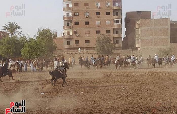 الخيل يرقص على المزمار فى أكبر تجمع.. أهالي قرية الترامسة بقنا يحتفلون بمولد "أبو عامر" بلعب التحطيب والمرماح.. وأحد الأهالي: التجمعات من كل مراكز المحافظة وتاريخ المولد يرجع لأكثر من 100 عام.. صور