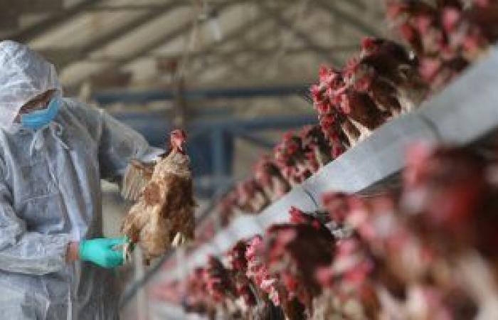 فيروس أنفلونزا الطيور يهدد اقتصاد أمريكا اللاتينية.. تقرير: انتشاره يؤثر على إمدادات الدجاج.. ارتفاع أسعار البيض فى تشيلى.. أضرار تلحق بصادرات الأرجنتين المقدرة بـ400 مليون دولار.. واستمرار طوارئ بيرو