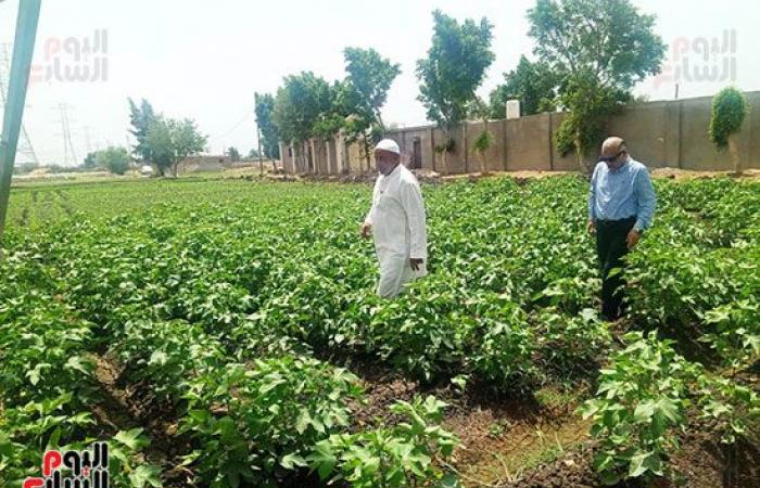 "الذهب الأبيض" الكنز اللى فتح فى غيطان الشرقية.. زراعة 43 ألف فدان قطن من 50 ألف و934 فدان مستهدف زراعتها بالمحافظة..  مدير عام الزراعة: المحصول فى مرحلة النمو الثمرى ومجلس الوزراء حدد 5500 جنيه للقنطار