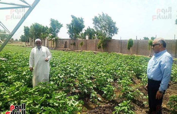 "الذهب الأبيض" الكنز اللى فتح فى غيطان الشرقية.. زراعة 43 ألف فدان قطن من 50 ألف و934 فدان مستهدف زراعتها بالمحافظة..  مدير عام الزراعة: المحصول فى مرحلة النمو الثمرى ومجلس الوزراء حدد 5500 جنيه للقنطار