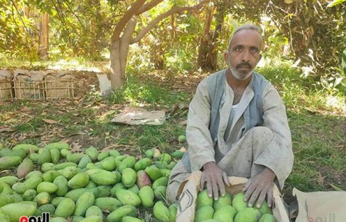 "اليوم السابع" يرصد موسم حصاد المانجو قبل تصديرها لأوروبا والخليج من مزارع جنوب الأقصر.. أقدم مزرعة بزرنيخ منذ 90 سنة بمنطقة "بين البحرين" تقدم المانجو البلدى والصديقة والعويسى والزبدية والتومى والنعومى