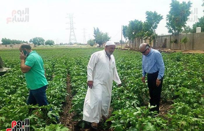 "الذهب الأبيض" الكنز اللى فتح فى غيطان الشرقية.. زراعة 43 ألف فدان قطن من 50 ألف و934 فدان مستهدف زراعتها بالمحافظة..  مدير عام الزراعة: المحصول فى مرحلة النمو الثمرى ومجلس الوزراء حدد 5500 جنيه للقنطار