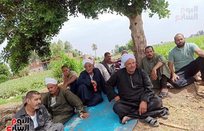 "الذهب الأبيض" الكنز اللى فتح فى غيطان الشرقية.. زراعة 43 ألف فدان قطن من 50 ألف و934 فدان مستهدف زراعتها بالمحافظة..  مدير عام الزراعة: المحصول فى مرحلة النمو الثمرى ومجلس الوزراء حدد 5500 جنيه للقنطار