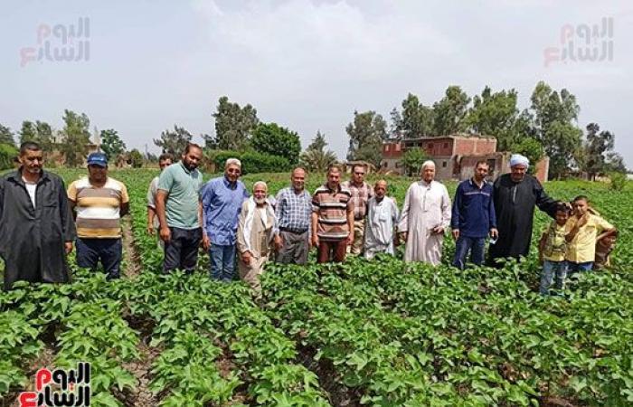 "الذهب الأبيض" الكنز اللى فتح فى غيطان الشرقية.. زراعة 43 ألف فدان قطن من 50 ألف و934 فدان مستهدف زراعتها بالمحافظة..  مدير عام الزراعة: المحصول فى مرحلة النمو الثمرى ومجلس الوزراء حدد 5500 جنيه للقنطار