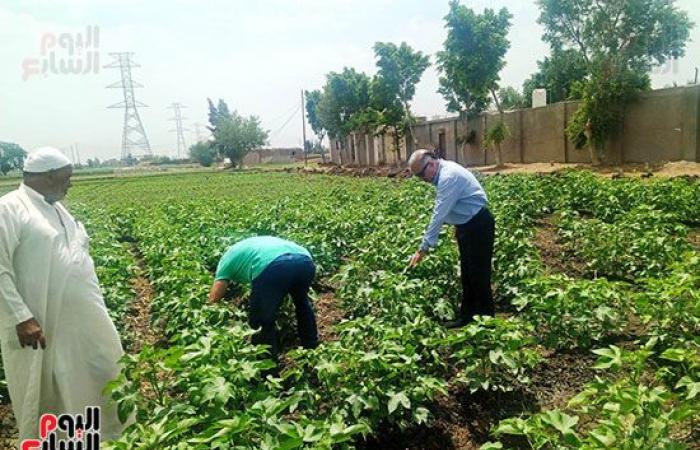 "الذهب الأبيض" الكنز اللى فتح فى غيطان الشرقية.. زراعة 43 ألف فدان قطن من 50 ألف و934 فدان مستهدف زراعتها بالمحافظة..  مدير عام الزراعة: المحصول فى مرحلة النمو الثمرى ومجلس الوزراء حدد 5500 جنيه للقنطار