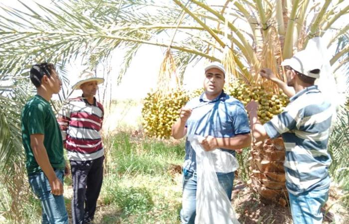 لا شمس ولاشوك يمنع خدمة النخيل.. مزارعو الوادى يبدأون مرحلة تكييس عراجين البلح وحمايتها من الآفات.. دورات مكثفة لتدريبهم على أحدث طرق رعاية النخيل.. والمحافظة تدعم خطة العلامة الموحدة لتمور المحافظة.. صور