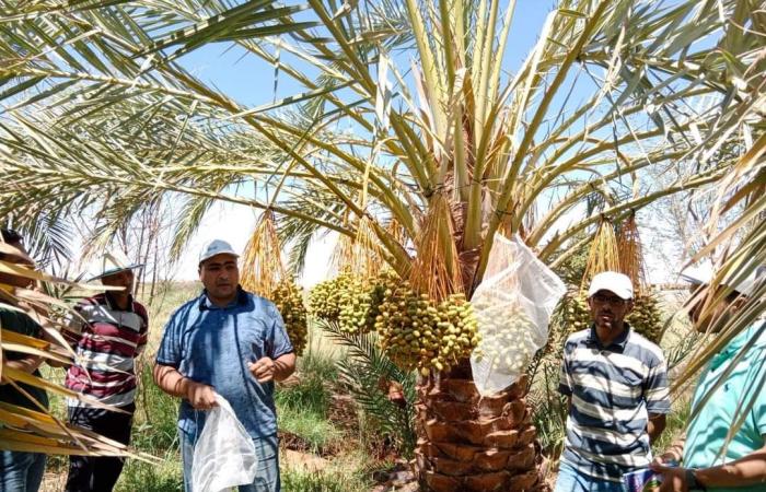 لا شمس ولاشوك يمنع خدمة النخيل.. مزارعو الوادى يبدأون مرحلة تكييس عراجين البلح وحمايتها من الآفات.. دورات مكثفة لتدريبهم على أحدث طرق رعاية النخيل.. والمحافظة تدعم خطة العلامة الموحدة لتمور المحافظة.. صور