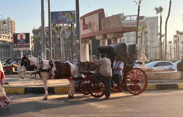 على أرضها اتمخطر يا أسطى.."الحنطور" الإسكندرانى فسحة المصيفين بعروس المتوسط.. مواصلات زمان تحولت إلى وسيلة للفسحة.. جولة على الكورنيش من القلعة للمكتبة بـ 50 جنيها.. وأصحابها: نعتمد على القادمين من الخارج.. صور