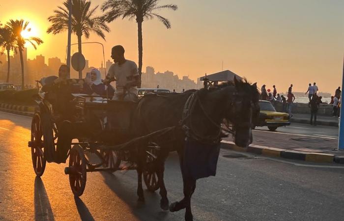 على أرضها اتمخطر يا أسطى.."الحنطور" الإسكندرانى فسحة المصيفين بعروس المتوسط.. مواصلات زمان تحولت إلى وسيلة للفسحة.. جولة على الكورنيش من القلعة للمكتبة بـ 50 جنيها.. وأصحابها: نعتمد على القادمين من الخارج.. صور