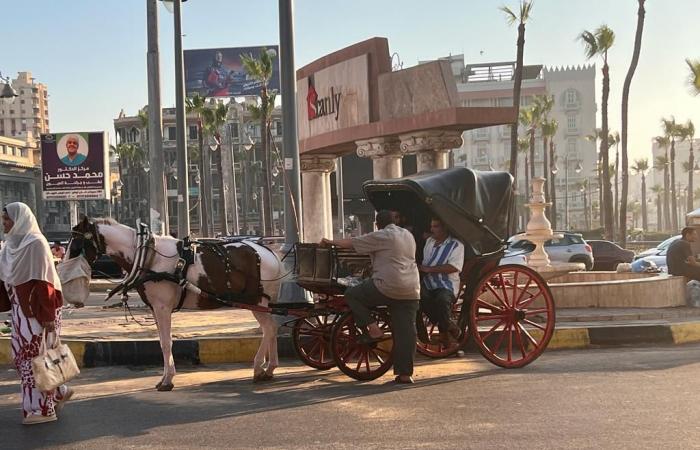 على أرضها اتمخطر يا أسطى.."الحنطور" الإسكندرانى فسحة المصيفين بعروس المتوسط.. مواصلات زمان تحولت إلى وسيلة للفسحة.. جولة على الكورنيش من القلعة للمكتبة بـ 50 جنيها.. وأصحابها: نعتمد على القادمين من الخارج.. صور