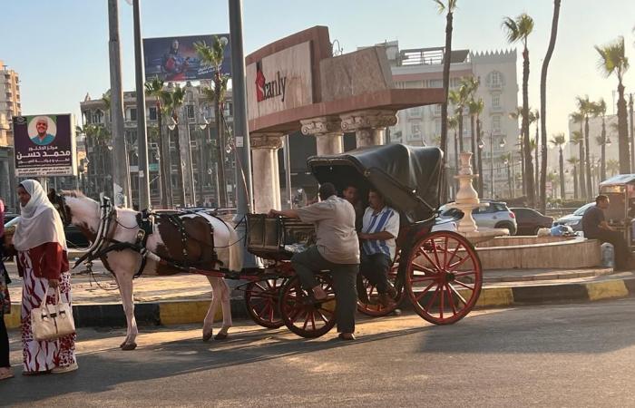 على أرضها اتمخطر يا أسطى.."الحنطور" الإسكندرانى فسحة المصيفين بعروس المتوسط.. مواصلات زمان تحولت إلى وسيلة للفسحة.. جولة على الكورنيش من القلعة للمكتبة بـ 50 جنيها.. وأصحابها: نعتمد على القادمين من الخارج.. صور