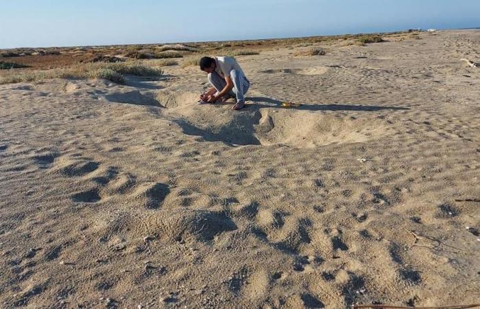 "الزبرجد والجفتون" أكبر جزيرتين لتعشيش السلاحف بالبحر الأحمر.. الخضراء تقصد الأولى.. وصقرية المنقار تضع بيضها فى الثانية.. وإدارة المحميات ترصد مئات السلاحف المختلفة على الجزر فى تلك التوقيت.. صور