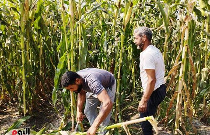 بشاير خير عروسة الغيطان.. بدء تقطيع محصول الذرة الشامية فى حقول الشرقية.. الفدان يعطى إنتاجية من 18 إلى 20 إردبا.. وكيل وزارة الزراعة: زراعة 235 ألف فدان بالذرة البيضاء والصفراء.. و9500 جنيه سعر الإردب.. صور