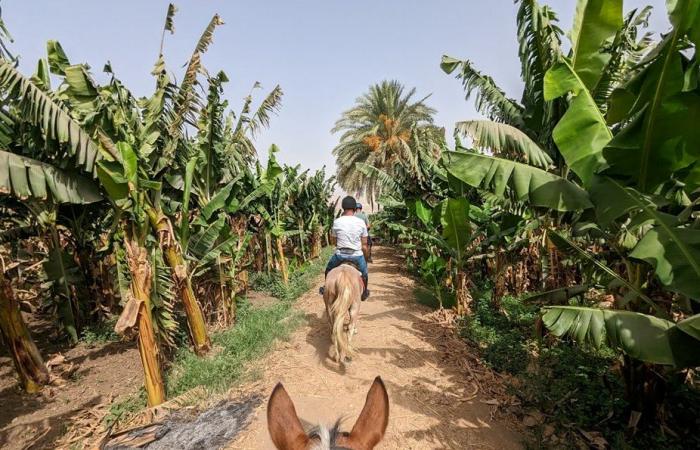 على أرضها اتمخطر واتفسح.. سياح العالم يستمتعون برحلات الخيول بين الزراعات للوقاية من حرارة الطقس غرب الأقصر.. أفواج سياحية تستقل الخيول بالبر الغربى ويلتقطون الصور التذكارية.. ومرشد سياحى: فرصة للاستجمام.. صور