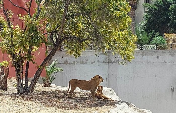 الإسكندرية تستقبل الموسم السياحى الشتوى.. مناطق للتنزه وقضاء الإجازات الأسبوعية.. الحدائق تستعد لاستقبال الزائرين.. يوم ممتع داخل حديقة الحيوان بـ5 جنيهات فقط.. وجمال حديقة أنطونيادس بعد التطوير لا يصدق.. صور