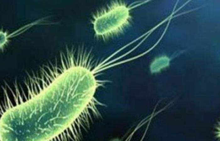 قلق فى اليابان مع ارتفاع معدلات الإصابة ببكتريا نادرة.. جارديان تكشف